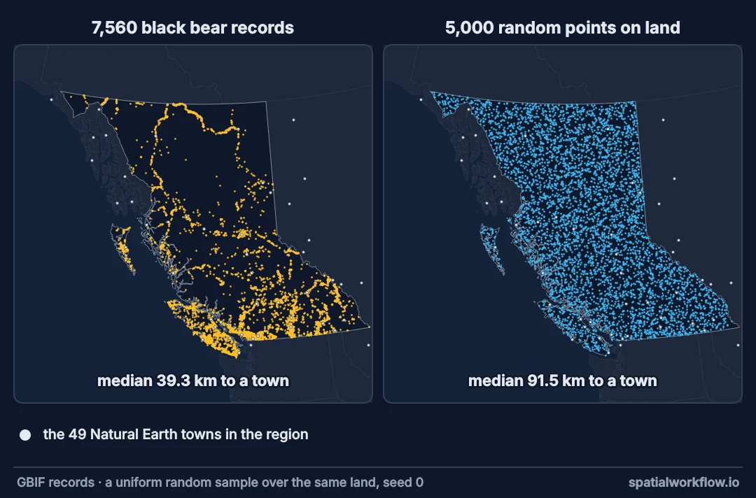 Two maps of British Columbia side by side: on the left 7,560 black bear records concentrated along roads and in the south; on the right 5,000 random points spread evenly over the land. White dots mark 49 towns on both.