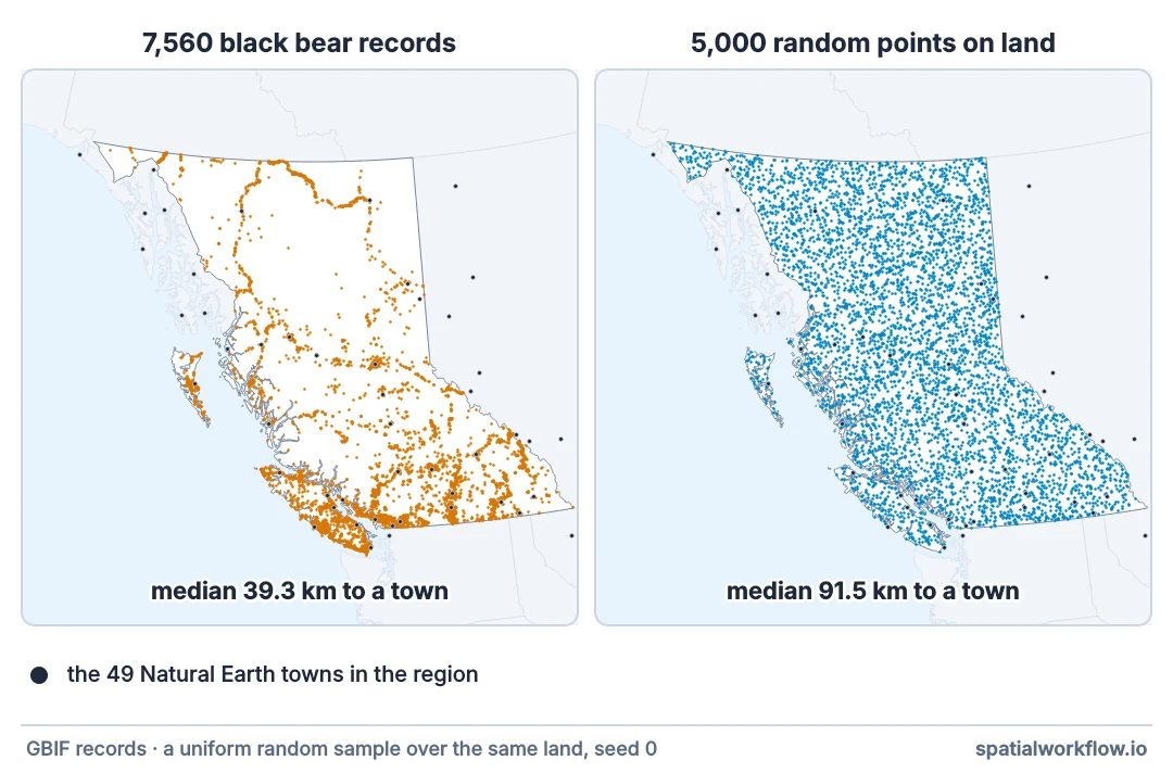 Two maps of British Columbia side by side: on the left 7,560 black bear records concentrated along roads and in the south; on the right 5,000 random points spread evenly over the land. White dots mark 49 towns on both.